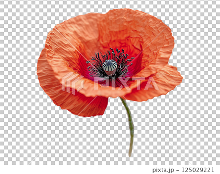 Closeup of a vibrant orange poppy amidst golden wheat stalks.  A delicate balance of natures beauty, perfect for illustrating themes of growth, harvest, or tranquility. 125029221