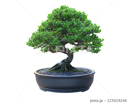 Serene bonsai tree in a dark gray pot, bathed in warm sunset light. Represents peace, patience, and the beauty of nature. Ideal for concepts of mindfulness, zen, and tranquility. Serene bonsai tree in a dark gray pot, bathed in warm sunset light. Represents peace, patience, and the beauty of nature. Ideal for concepts of mindfulness, zen, and tranquility. 125029248