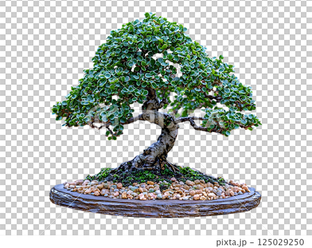 Serene bonsai tree, meticulously cultivated, displays vibrant green foliage and intricate branching.  A symbol of patience and resilience, perfect for themes of nature, mindfulness, and zen. 125029250