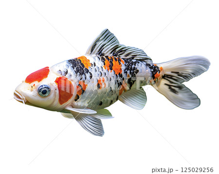 Vibrant koi fish gracefully swims through serene pond, surrounded by lush green aquatic plants.  A stunning display of color and tranquility, perfect for nature, zen, or aquatic themes. 125029256