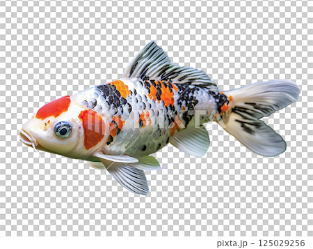 Vibrant koi fish gracefully swims through serene pond, surrounded by lush green aquatic plants.  A stunning display of color and tranquility, perfect for nature, zen, or aquatic themes. 125029256