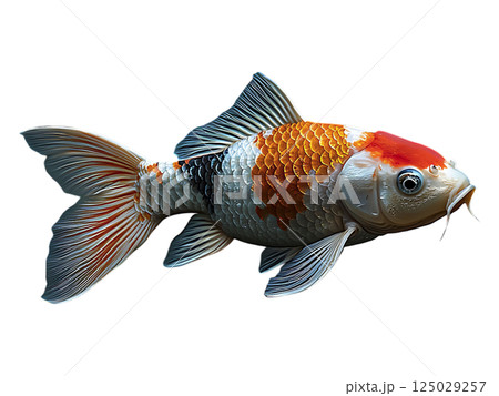 Stunning koi fish gracefully swims through a serene water garden, its vibrant scales contrasting beautifully with the pristine white water lilies. 125029257