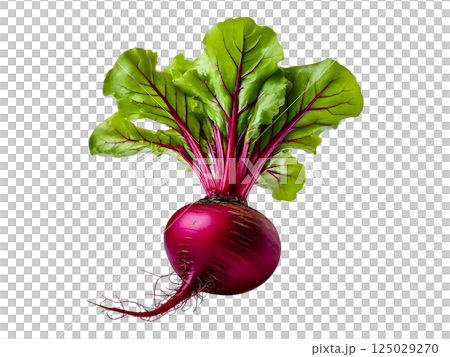 Vibrant red beet with lush green leaves, isolated on white.  Perfect for culinary, health, and agricultural projects.  High-resolution image ideal for websites, magazines, and cookbooks. 125029270