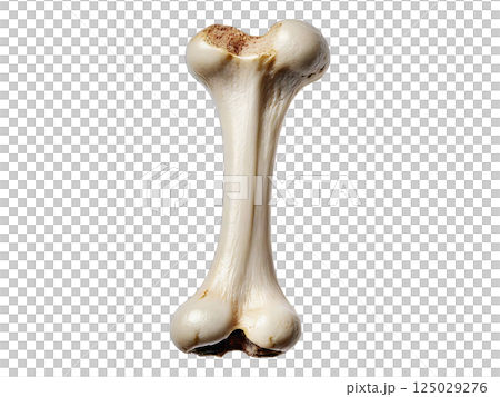 Close-up of a single, realistic bone against a clean white background. Perfect for medical, veterinary, or anatomical illustrations, educational materials, or even Halloween themes. Close-up of a single, realistic bone against a clean white background. Perfect for medical, veterinary, or anatomical illustrations, educational materials, or even Halloween themes. 125029276