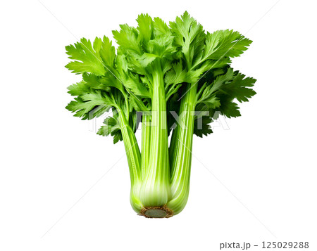 Vibrant green celery stalk with lush leaves, isolated on a clean white background.  Perfect for healthy eating, cooking, or recipe websites.  High-resolution image ideal for print and digital use. 125029288