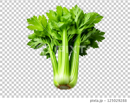 Vibrant green celery stalk with lush leaves, isolated on a clean white background.  Perfect for healthy eating, cooking, or recipe websites.  High-resolution image ideal for print and digital use. 125029288