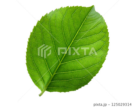 Vibrant green leaf, detailed macro shot on white background.  Perfect for nature, ecology, botany, or health  wellness projects.  High-resolution image ideal for print or digital use. 125029314