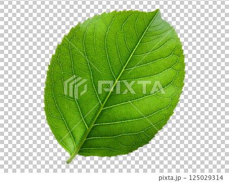 Vibrant green leaf, detailed macro shot on white background.  Perfect for nature, ecology, botany, or health  wellness projects.  High-resolution image ideal for print or digital use. 125029314