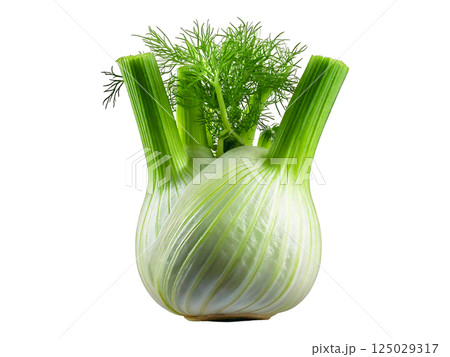 Vibrant fennel bulb with lush green fronds, isolated on a pure white background.  Perfect for culinary, health, or lifestyle projects needing a fresh, clean aesthetic. 125029317