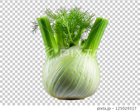 Vibrant fennel bulb with lush green fronds, isolated on a pure white background.  Perfect for culinary, health, or lifestyle projects needing a fresh, clean aesthetic. 125029317