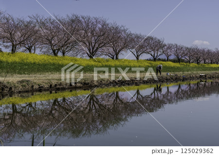 茨城県筑西市母小島遊水地に映る菜の花と桜並木 茨城県筑西市母小島遊水地に映る菜の花と桜並木 125029362