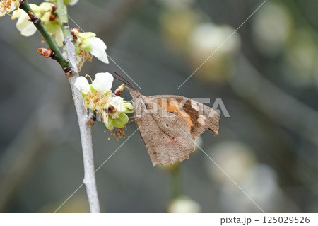 白梅の蜜を吸うテングチョウ 白梅の蜜を吸うテングチョウ 125029526