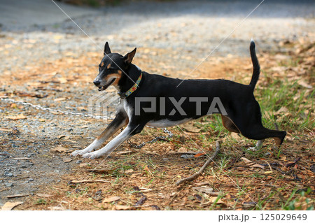 Native dog is walking on countryside road in Thailand. Native dog is walking on countryside road in Thailand. 125029649
