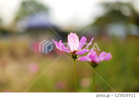 Close up blooming couple pink cosmos flower and pollen in a meadow of wildflower with sunny on summer in tropical garden. Copy space 125029711