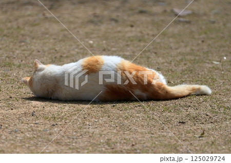 寝ころぶ猫  イメージ 125029724