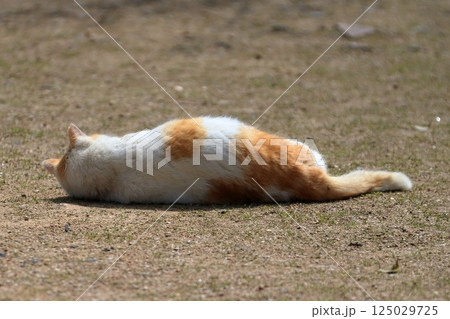 寝ころぶ猫  イメージ 125029725