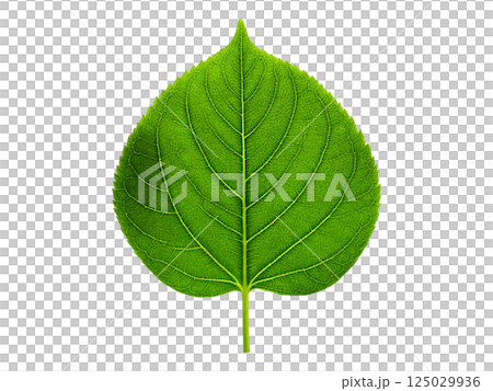 Vibrant green leaf with detailed veins, isolated on white. Perfect for nature, ecology, botany, and health themes.  Ideal for websites, brochures, or print designs needing a fresh, clean aesthetic. 125029936