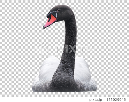 Elegant black swan gracefully swimming in tranquil water, framed by softfocus pink blossoms. Serene, misty atmosphere. Perfect for nature, wildlife, serenity, and spring themes. 125029946