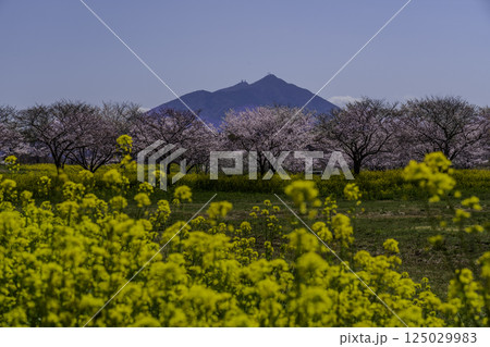 埼玉県筑西市母小島遊水地から菜の花畑と桜に彩られる筑波山 埼玉県筑西市母小島遊水地から菜の花畑と桜に彩られる筑波山 125029983