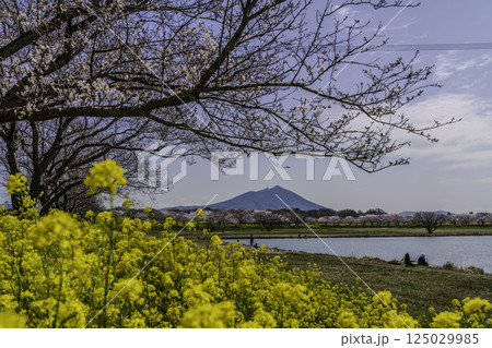 埼玉県筑西市母小島遊水地から菜の花畑と桜に彩られる筑波山 125029985