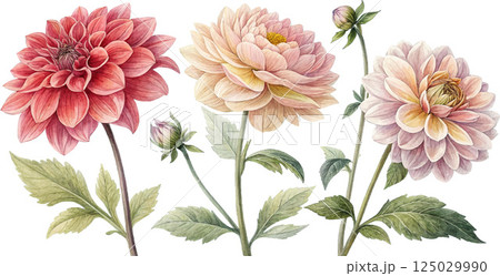 Watercolor Dahlia Flowers Watercolor Dahlia Flowers 125029990