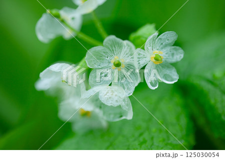 雨に濡れ透明になるサンカヨウの花1 雨に濡れ透明になるサンカヨウの花1 125030054