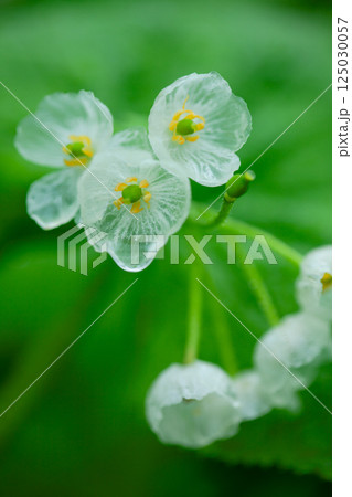 雨に濡れ透明になるサンカヨウの花4 雨に濡れ透明になるサンカヨウの花4 125030057