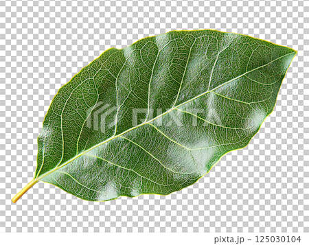 Vibrant green leaf with intricate vein detail, isolated on white. Perfect for nature, ecology, or botanical themes. Represents growth, freshness, and natural beauty. Vibrant green leaf with intricate vein detail, isolated on white. Perfect for nature, ecology, or botanical themes. Represents growth, freshness, and natural beauty. 125030104