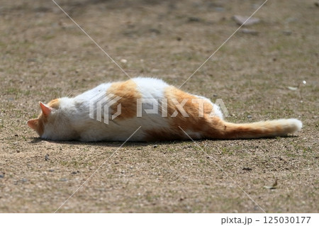 寝ころぶ猫 イメージ 寝ころぶ猫 イメージ 125030177