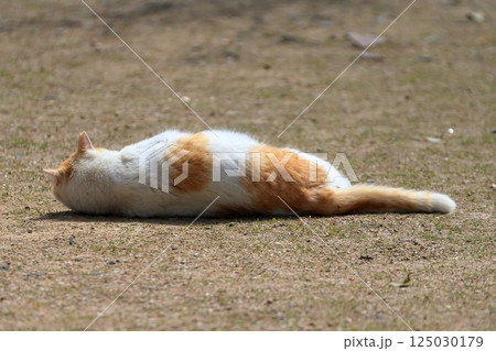 寝ころぶ猫  イメージ 125030179