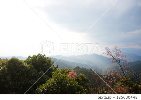 Blooming pink wild Himalayan Cherry flowers plant in tropical forest on the valley mountain view, Chiang Mai Province of Thailand 125030448