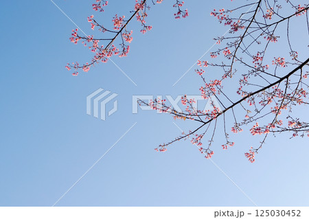 Blooming pink wild Himalayan Cherry flowers branch with blue sky. Copy space Blooming pink wild Himalayan Cherry flowers branch with blue sky. Copy space 125030452