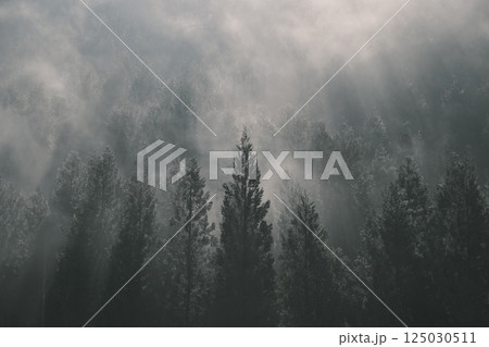 霧立つ針葉樹林 霧立つ針葉樹林 125030511