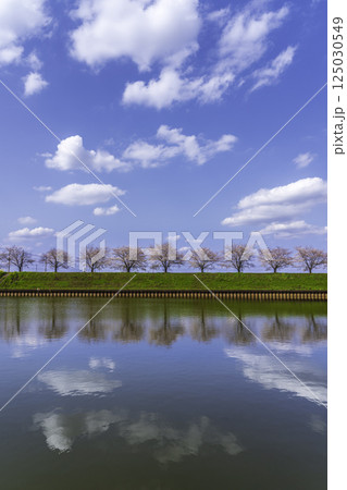 群馬の水郷公園から水面に映る桜並木と青空に浮かぶ白い雲 群馬の水郷公園から水面に映る桜並木と青空に浮かぶ白い雲 125030549