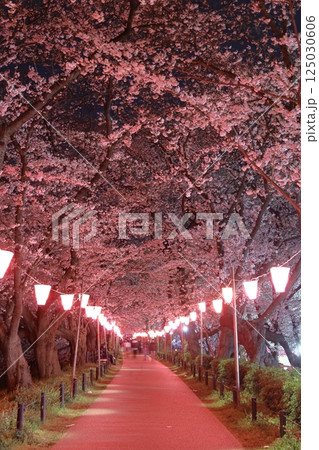 幸手権現堂桜堤～桜祭り 125030606