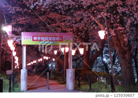 幸手権現堂桜堤～桜祭り 125030607