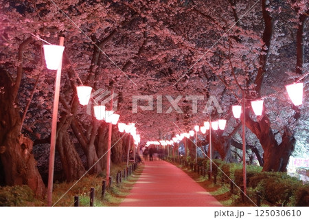 幸手権現堂桜堤～桜祭り 125030610