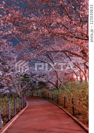 幸手権現堂桜堤~桜祭り 幸手権現堂桜堤~桜祭り 125030633