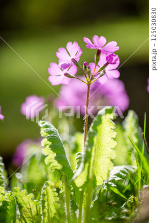 春の透過光が美しいピンク色のサクラサウの花1 春の透過光が美しいピンク色のサクラサウの花1 125030830