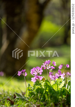 春の透過光が美しいピンク色のサクラサウの花3 125030832