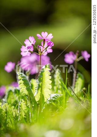 春の透過光が美しいピンク色のサクラサウの花6 125030835