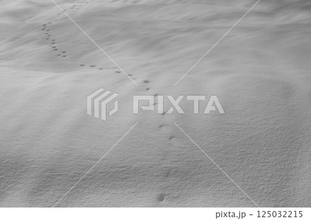 絹のような雪原と動物の足跡【長野県】 125032215