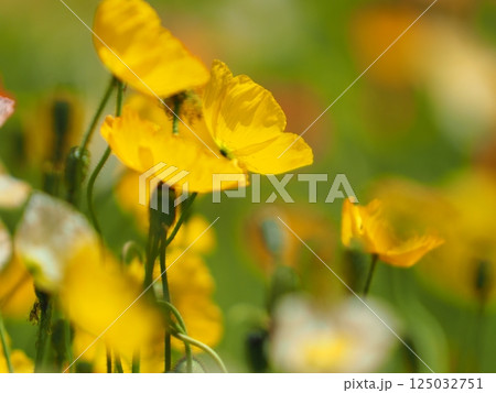 春の花壇に咲くポピーの黄色い花 春の花壇に咲くポピーの黄色い花 125032751