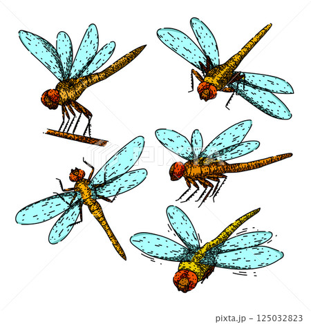 dragonfly set sketch hand drawn vector 125032823