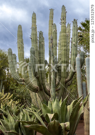 Cactuses in Crocodile Park, Aguimes, Spain Cactuses in Crocodile Park, Aguimes, Spain 125032979