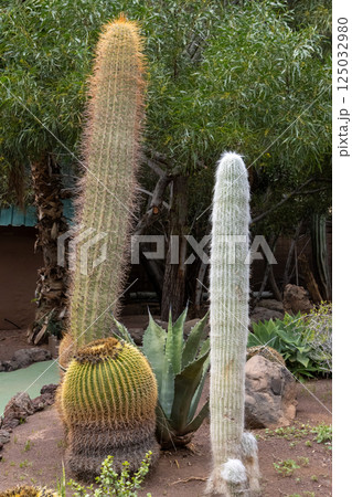Cactuses in Crocodile Park, Aguimes, Spain Cactuses in Crocodile Park, Aguimes, Spain 125032980
