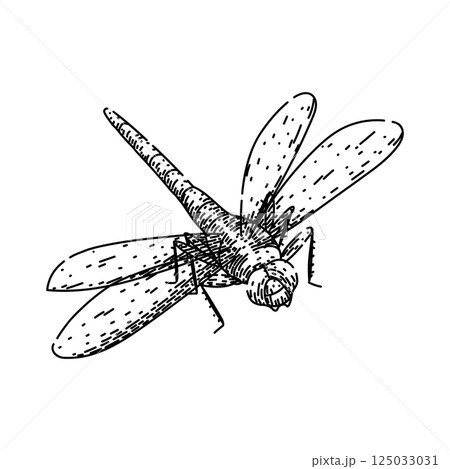 insect dragonfly sketch hand drawn vector insect dragonfly sketch hand drawn vector 125033031