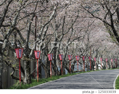 満開の桜のトンネルを歩く人 満開の桜のトンネルを歩く人 125033039