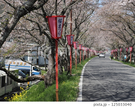桜並木が続く歩道 125033040