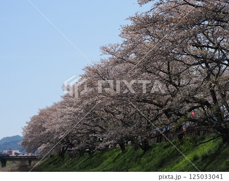 桜のある風景 125033041